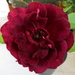 Rose 'Iceberg Burgundy' by kiwiflora
