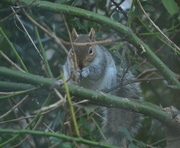 8th Jan 2014 - Squirrel in the holly tree