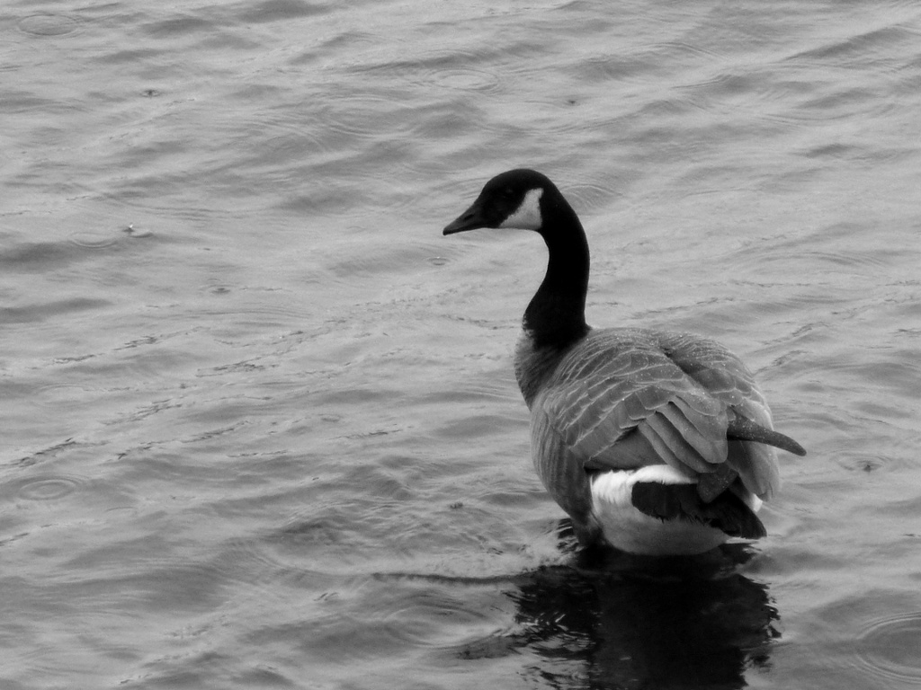 Rain Goose by stephomy