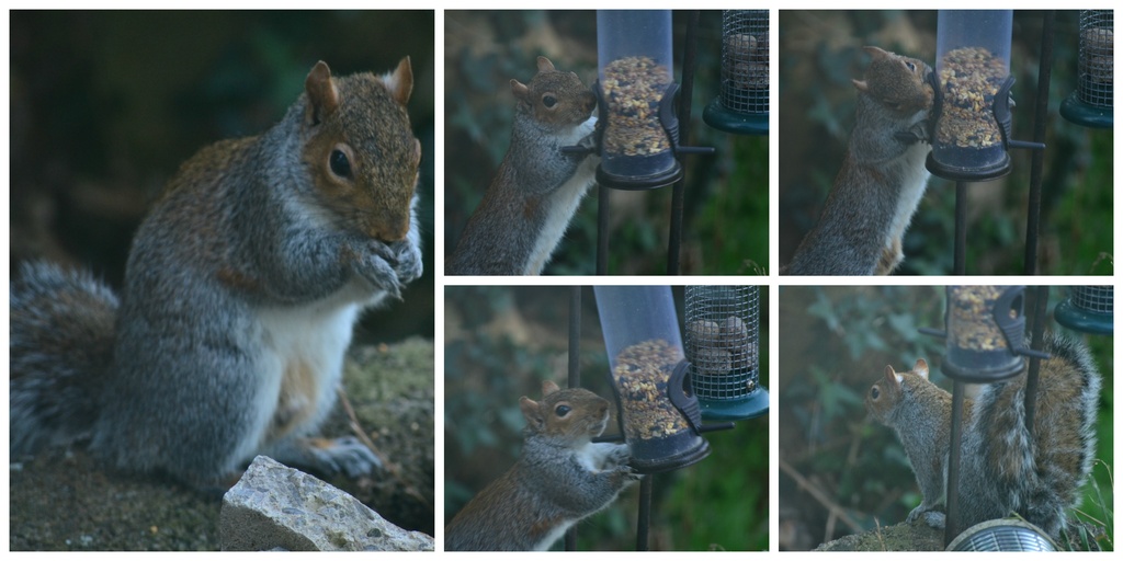 Squirrel Collage by ziggy77