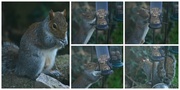 8th Jan 2014 - Squirrel Collage