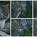 Squirrel Collage by ziggy77