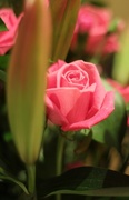 7th Jan 2014 - Anniversary rose