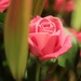 Anniversary rose by judithg