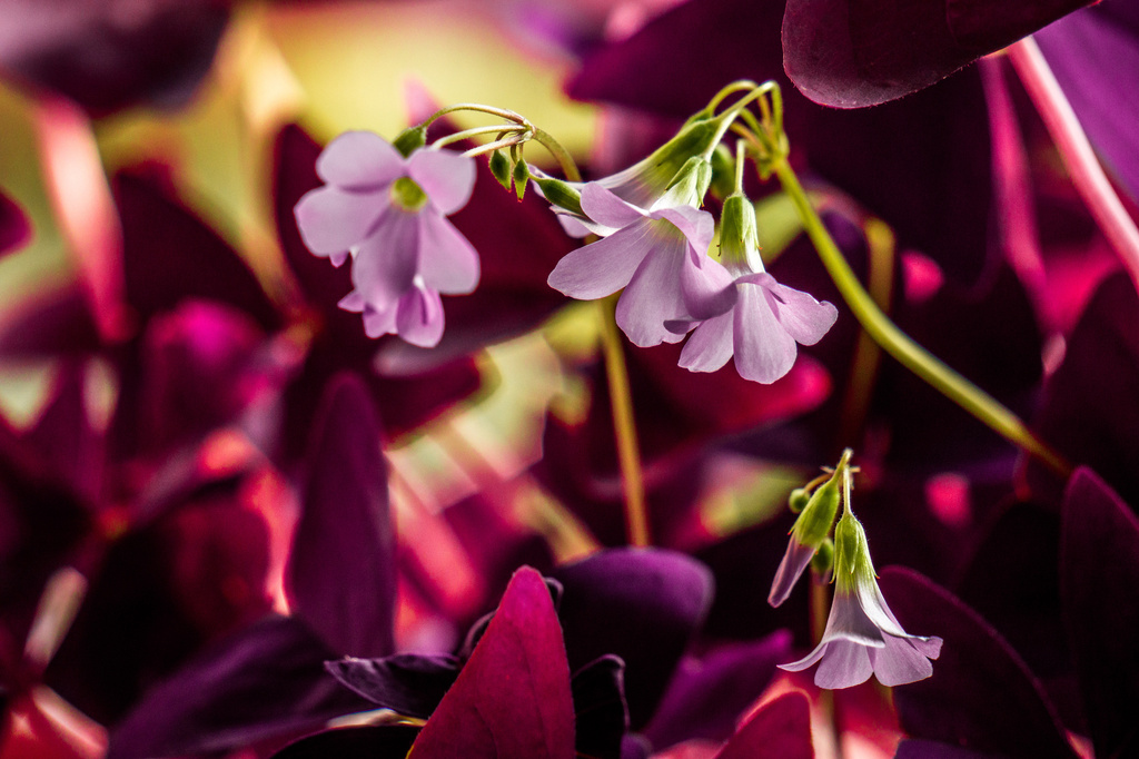 Purple Plant... by vignouse