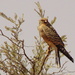 Red necked Falcon by judithdeacon