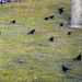 Birds Everywhere by hjbenson