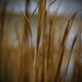 Through The Reeds by digitalrn