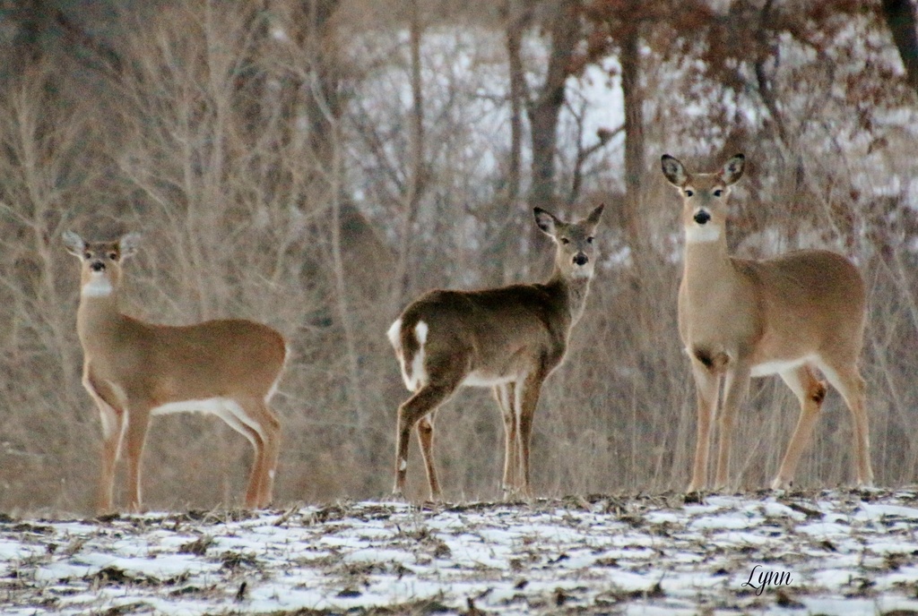 Deer Friends by lynnz