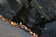 5th Jan 2014 - Leaf and rock abstract