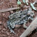 Baby Cane Toad by leestevo