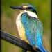 Sacred Kingfisher by ubobohobo