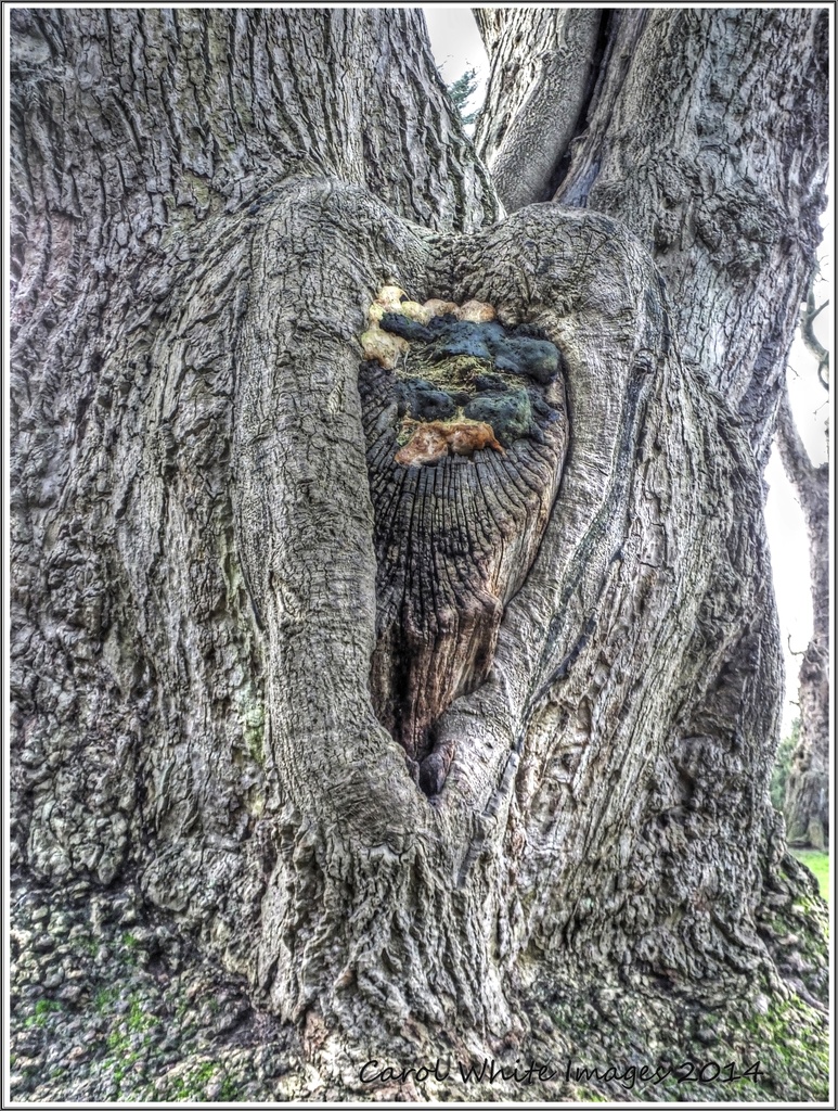 Wooden Heart by carolmw