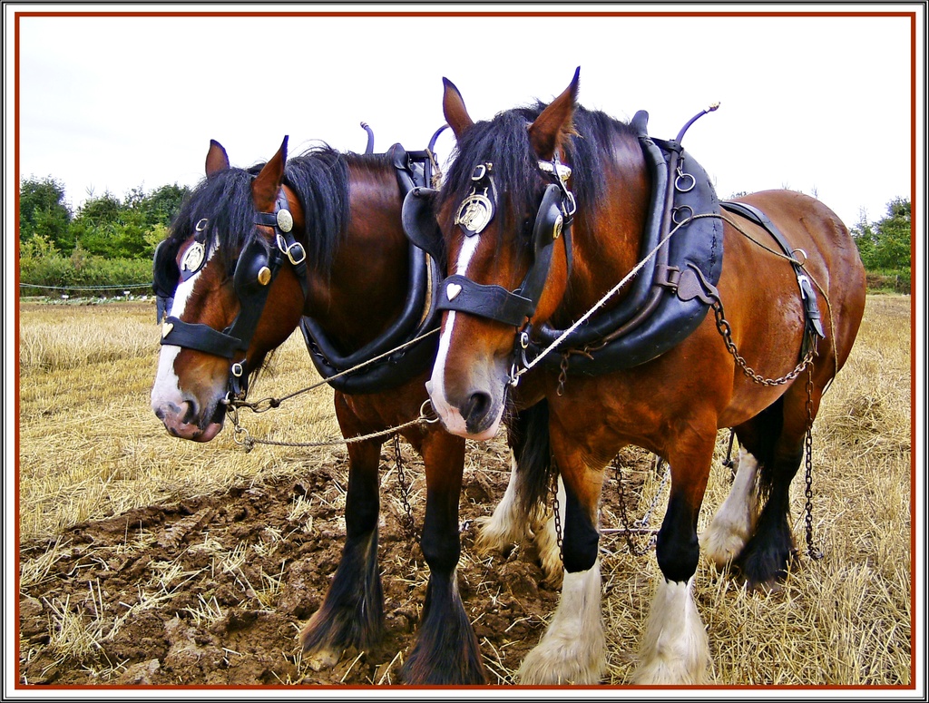 Working Horses by carolmw