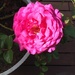 Pink Rose! by gigiflower