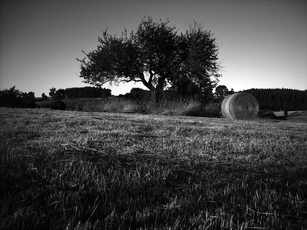 Make hay while the sun shines by wenbow