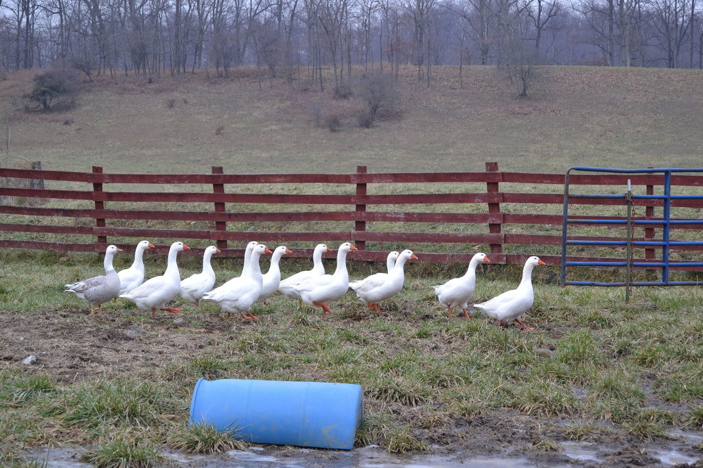 geese by francoise