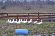 2nd Jan 2014 - geese