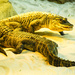 Gators by danette