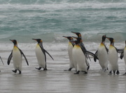 9th Jan 2014 -  Real Penguins