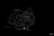9th Jan 2014 - The Rose