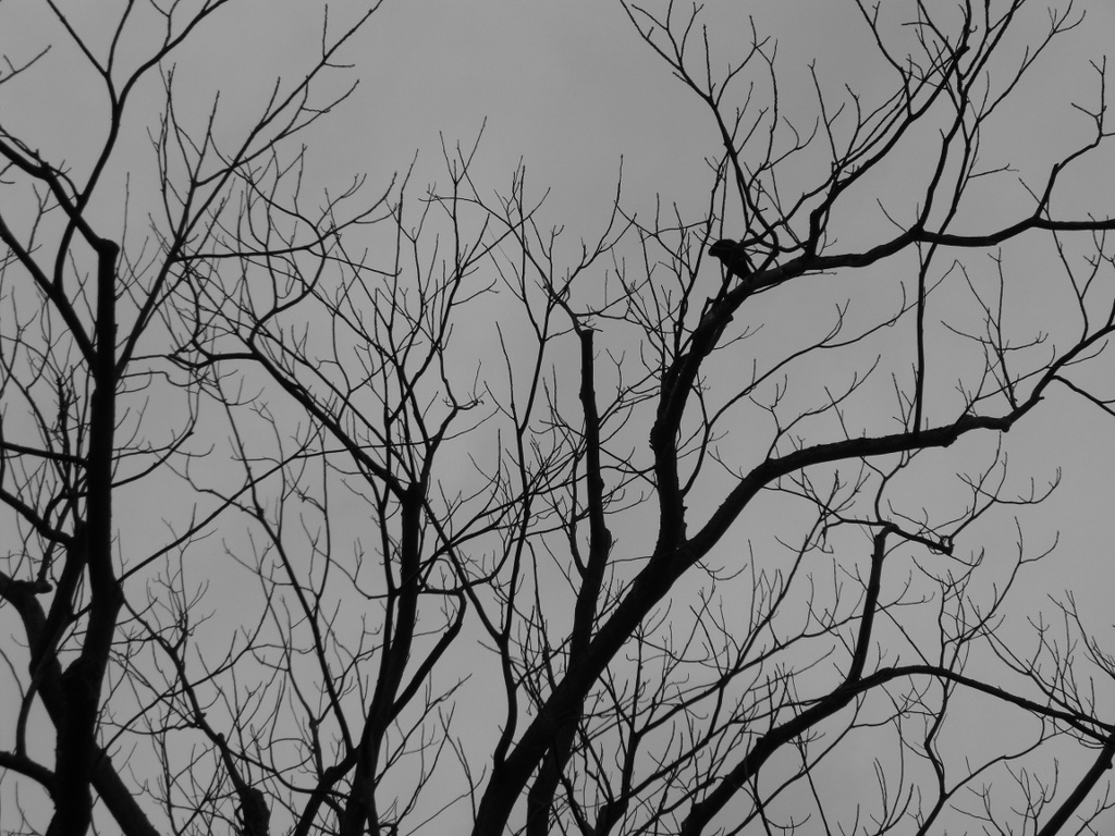 Crow In The Walnut Tree by stephomy