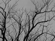 9th Jan 2014 - Crow In The Walnut Tree