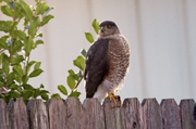 1st Jan 2013 - A Visitor in the Yard