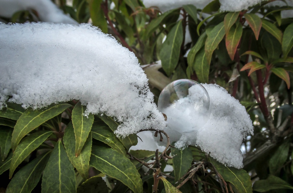 Bubble on a plant with snow by mittens