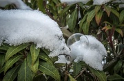 9th Jan 2014 - Bubble on a plant with snow