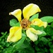 Pet žutih latica by vesna0210