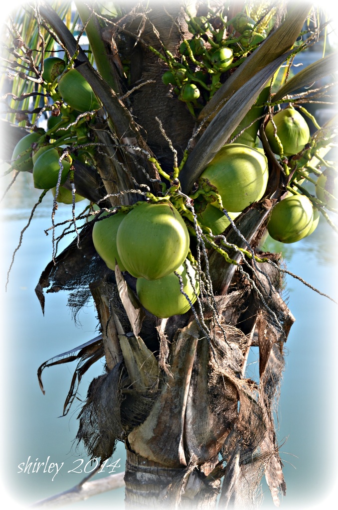 january coconuts in FL by mjmaven