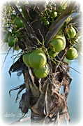 7th Jan 2014 - january coconuts in FL