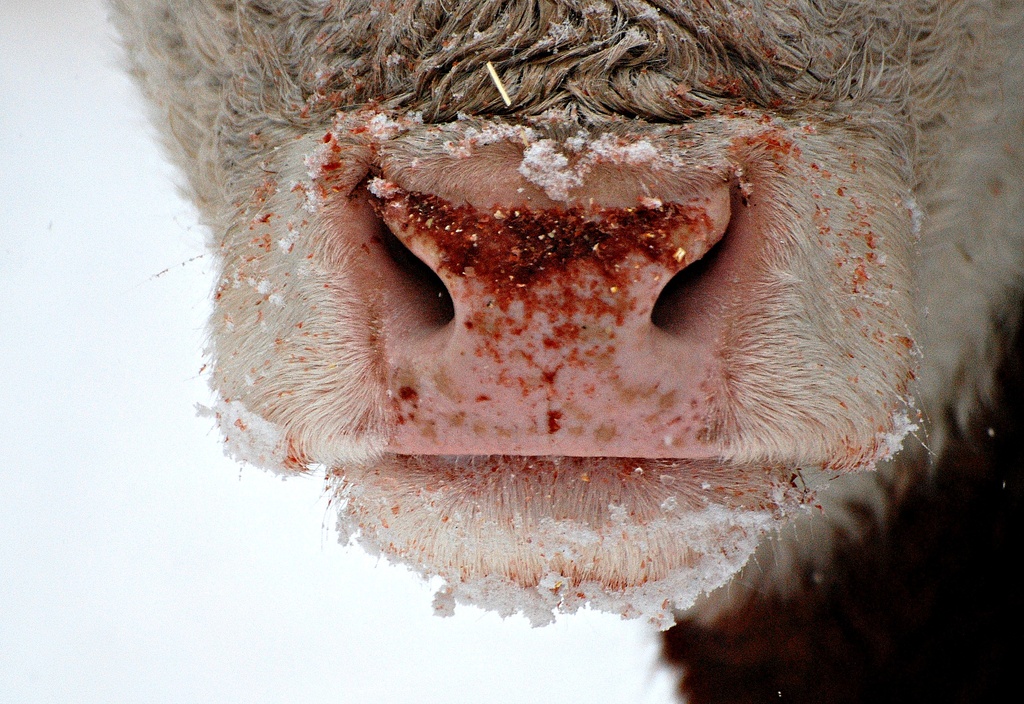 I Nose What  I Am Going To Do With This Shot ... by farmreporter