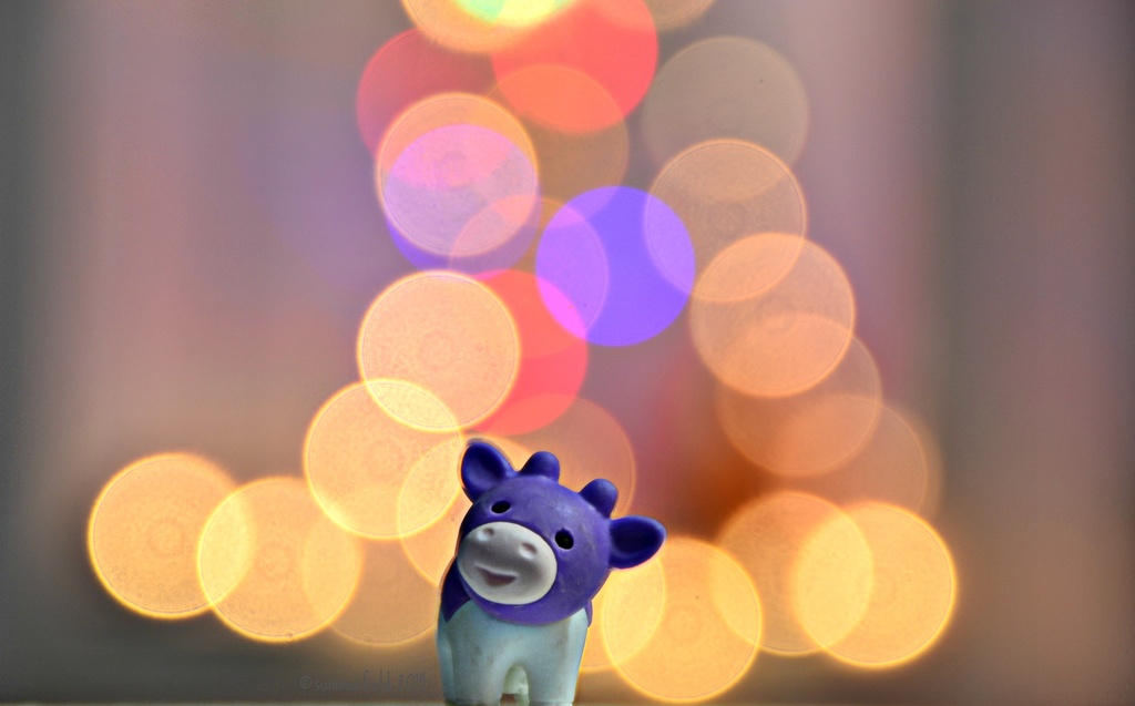 guess who loves bokeh? by summerfield