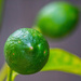 Green lemon by goosemanning