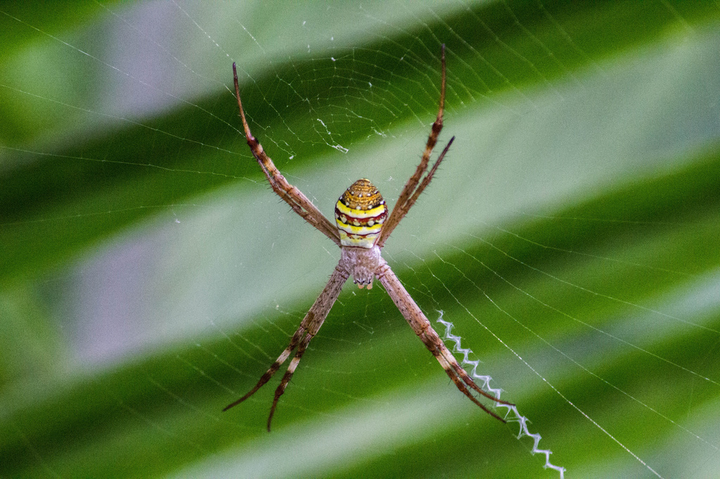 St Andrews Cross Spider by goosemanning