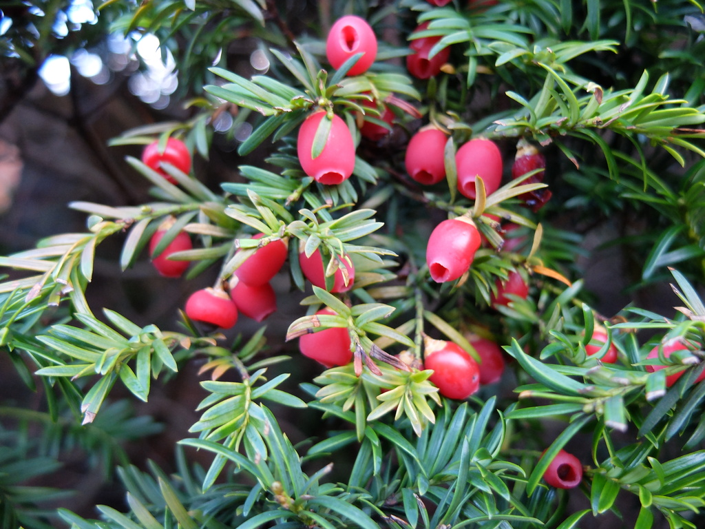berries on a yew hedge by quietpurplehaze