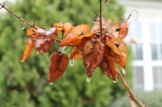 10th Jan 2014 - Freezing Rain Tree