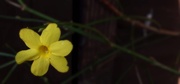 10th Jan 2014 - Winter flowering jasmine