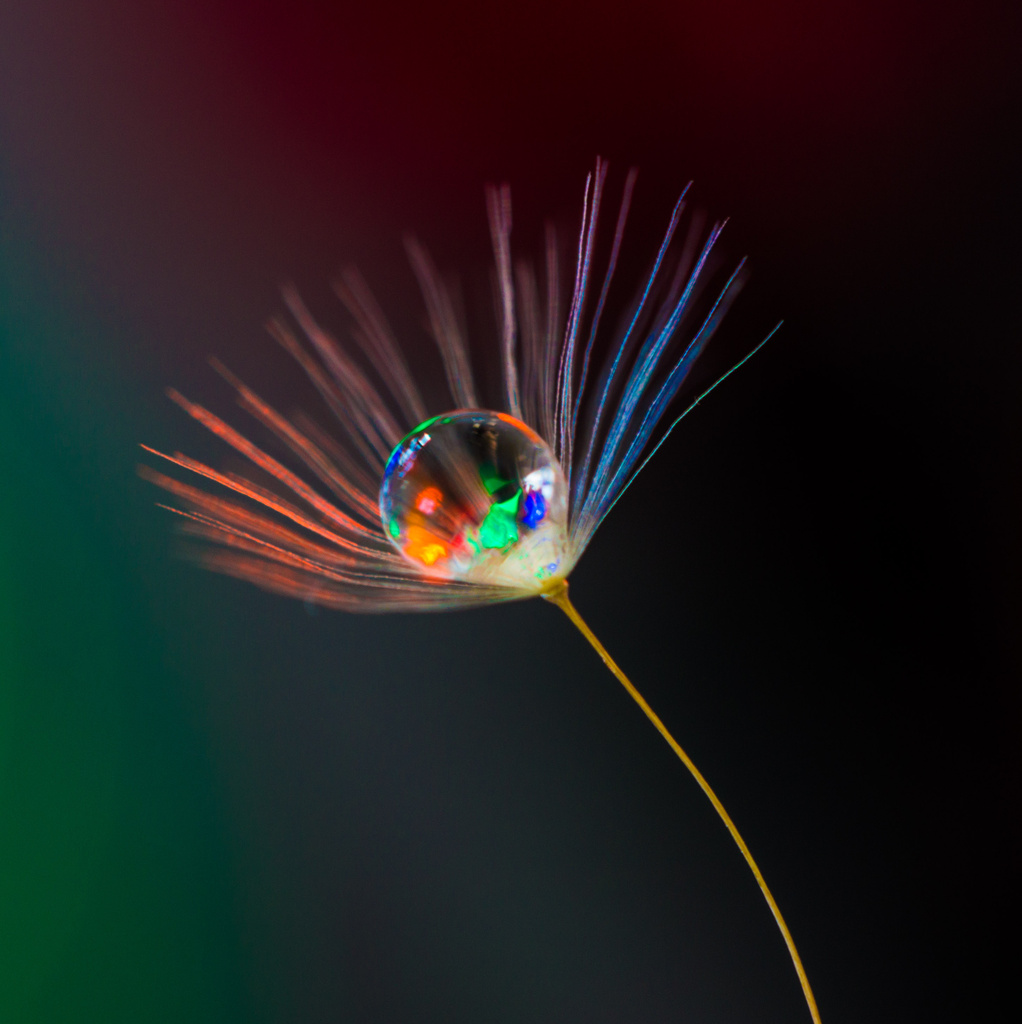 Dandelion drop color by aecasey