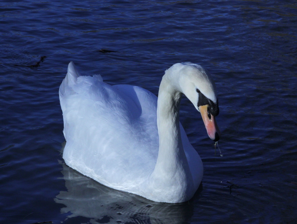 Blue swan by busylady