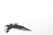 10th Jan 2014 - B&W Gull