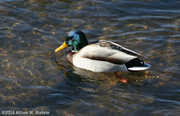 10th Jan 2014 - Male Mallard