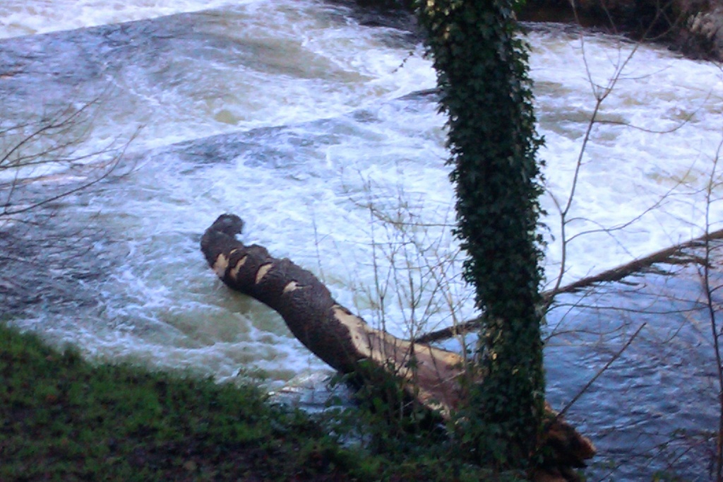 A tree down in the River Tavy. by jennymdennis