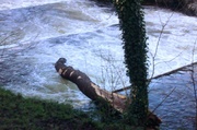 8th Jan 2014 - A tree down in the River Tavy.