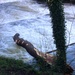 A tree down in the River Tavy. by jennymdennis