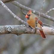 10th Jan 2014 - Lovely lady