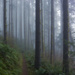 Horse Trail Fog  by jgpittenger