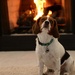 Our Beagle mix...Mac by dridsdale
